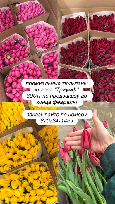 Премиальные Тюльпаны Астана