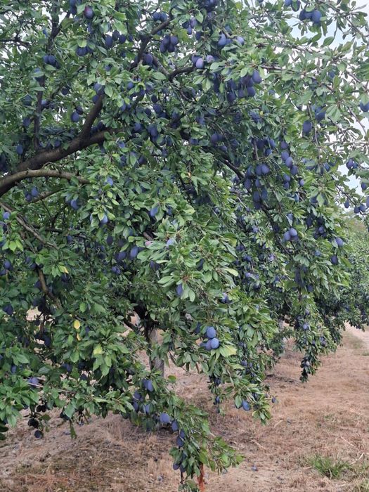 Prune stanley de vanzare