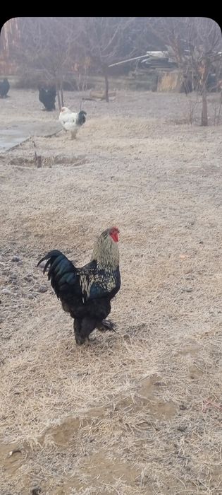 Брама птица 6000