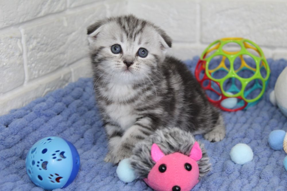 Вислоухие котята