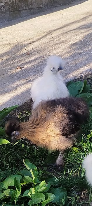 Cocoși mătase japoneză