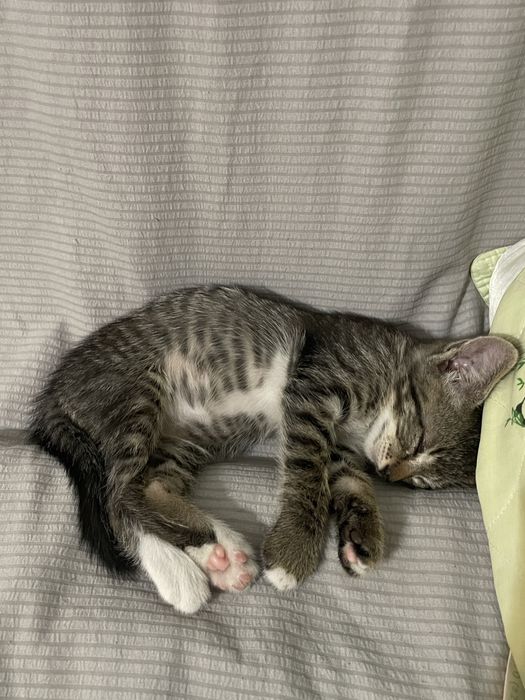 Отдам сладких котят