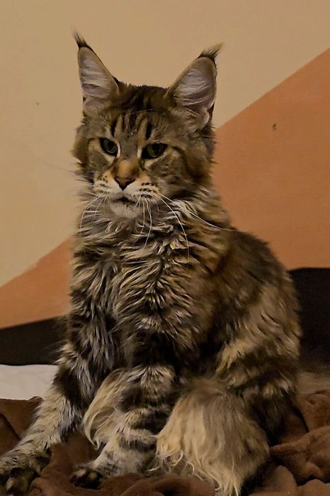 Мейн кун котенца дългокосмести
