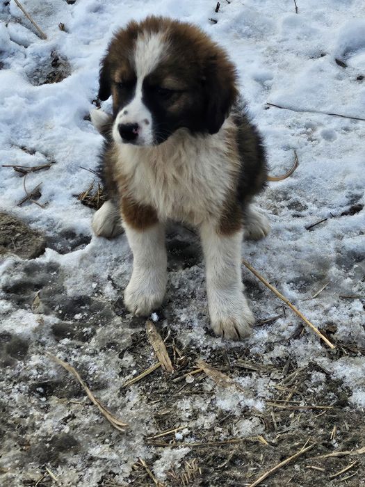 Щенок собаки ищет дом. Срочно