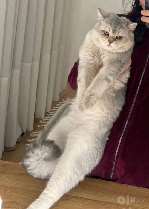Вязка кот серебристый