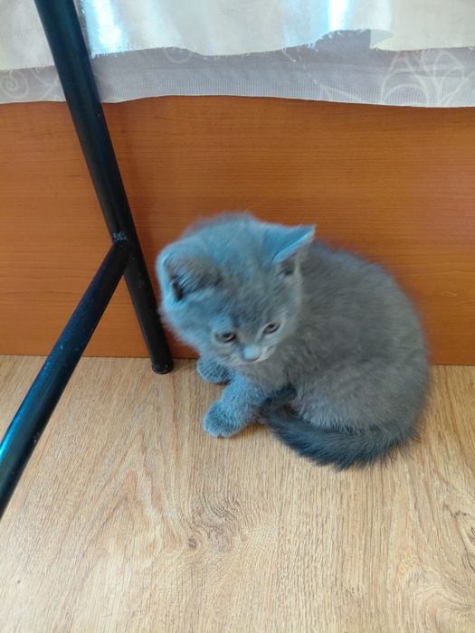 Британски котенца