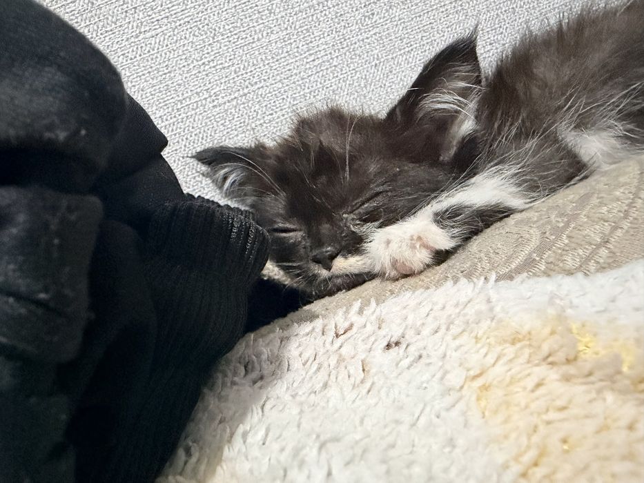 Котенок бесплатно