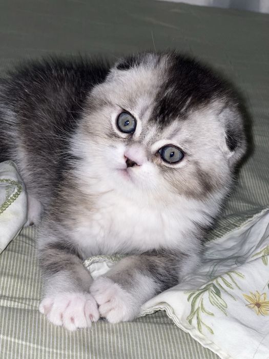 СРОЧНО! Плюшевый Кот! Скотиш фолд