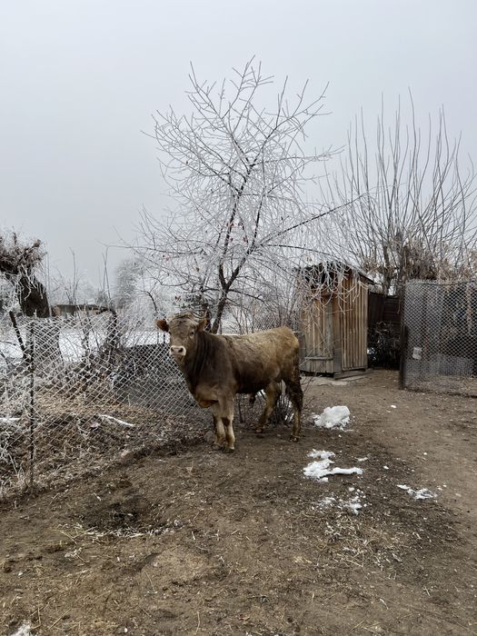 Продам бычки на откорме