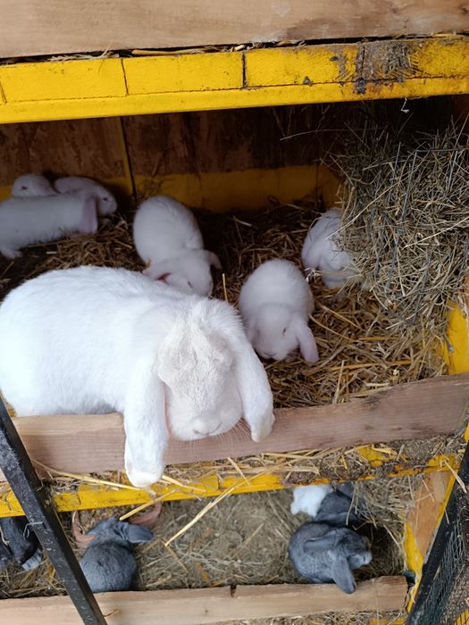 Vand iepuri berbec german