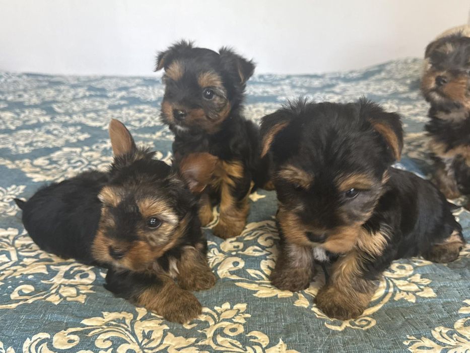 Красиви Йоркита търсят дом