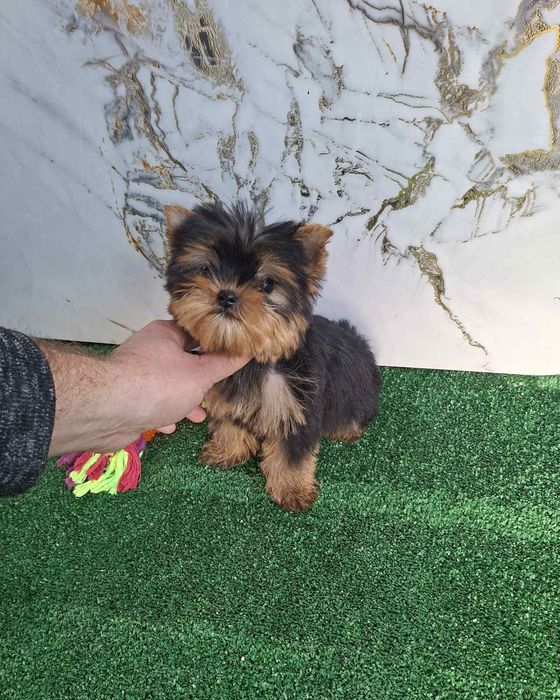 Мини йорки женско тия къп