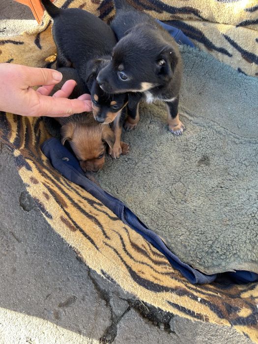 Малки пинчерчета