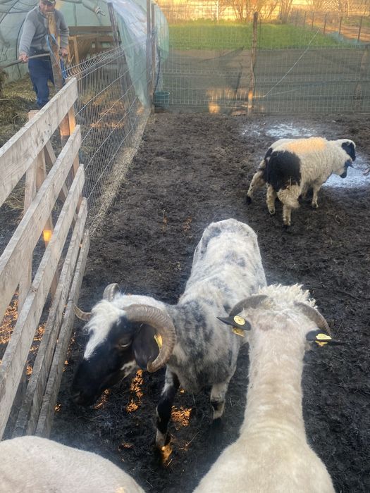 Vand o oie la adoua fatare