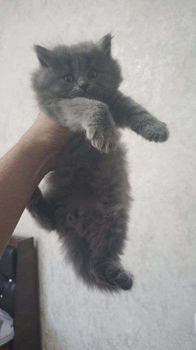 Продается катяты