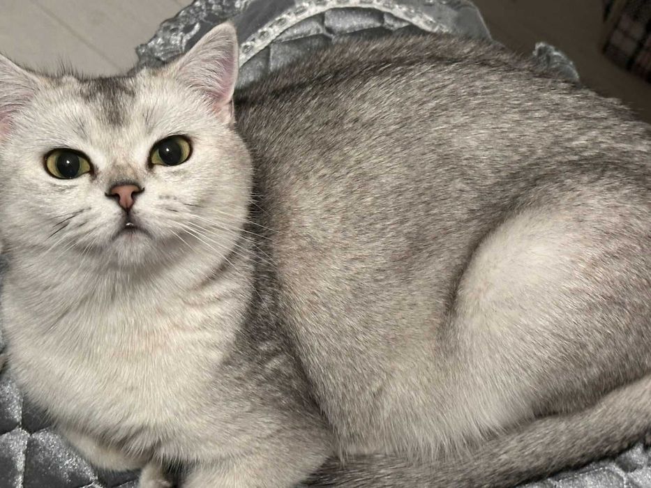 кошка скоттишстрайт