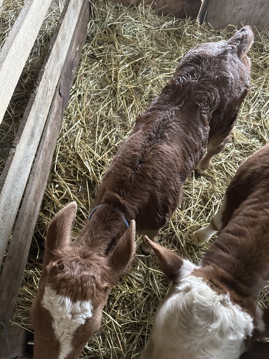 Vitea de lapte 10 zile