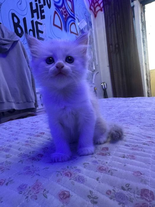 Продаются сибирские котята!