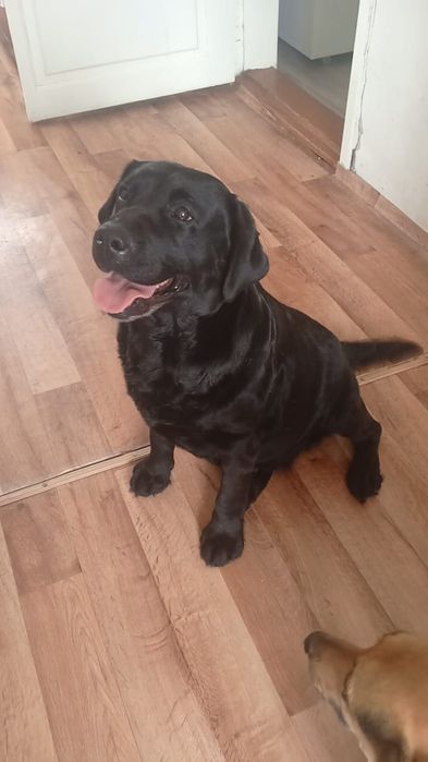 Лабрадор девочка