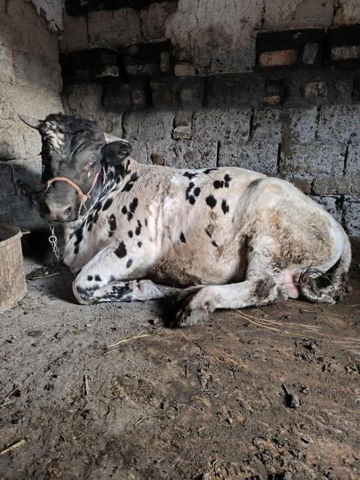 Семіз буха екі жасар су