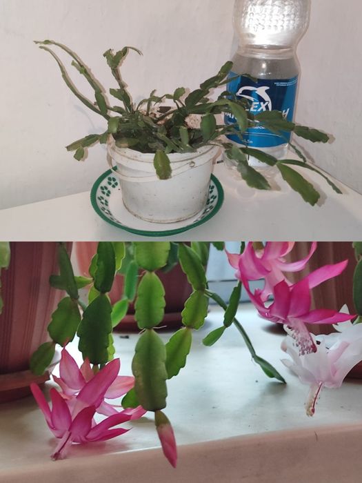 Каланхоэ цветущий