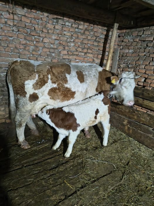 Vacă cu vițel de 4 săptămâni,fătată