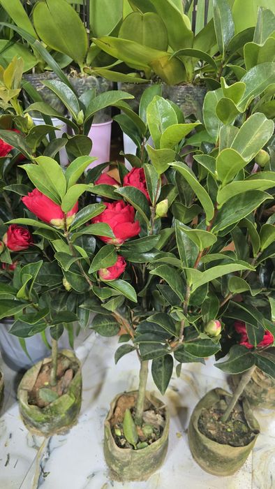 Камелия. Дерево камелия.