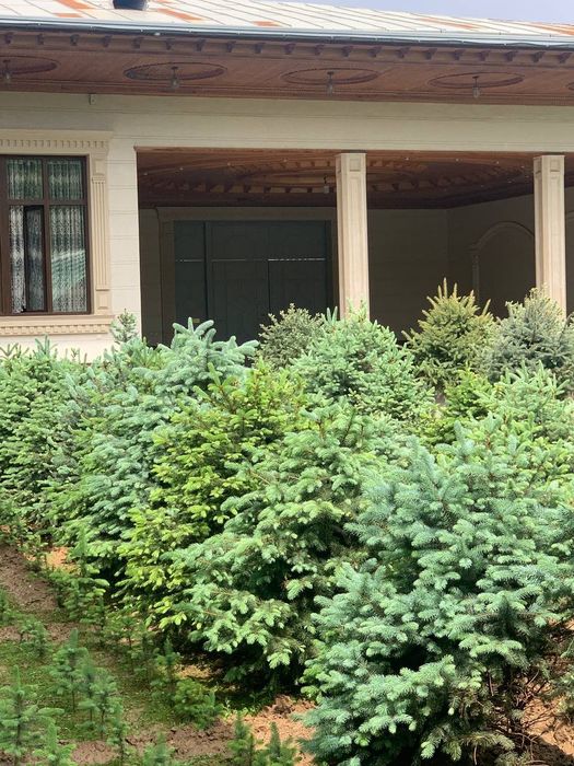 Archa srochno sotiladi