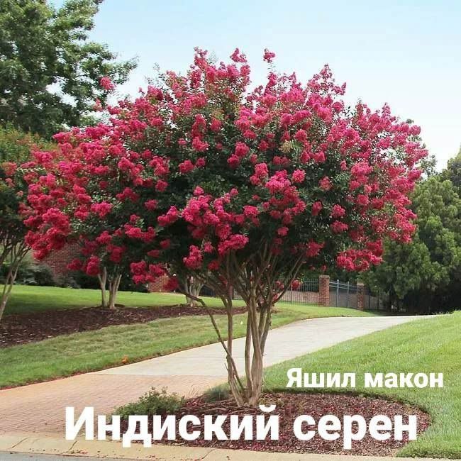 Pavloniya va Dekarativ  ko'chatlari Arzon narxlarda