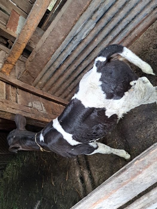 Disponibilă super vițelușă