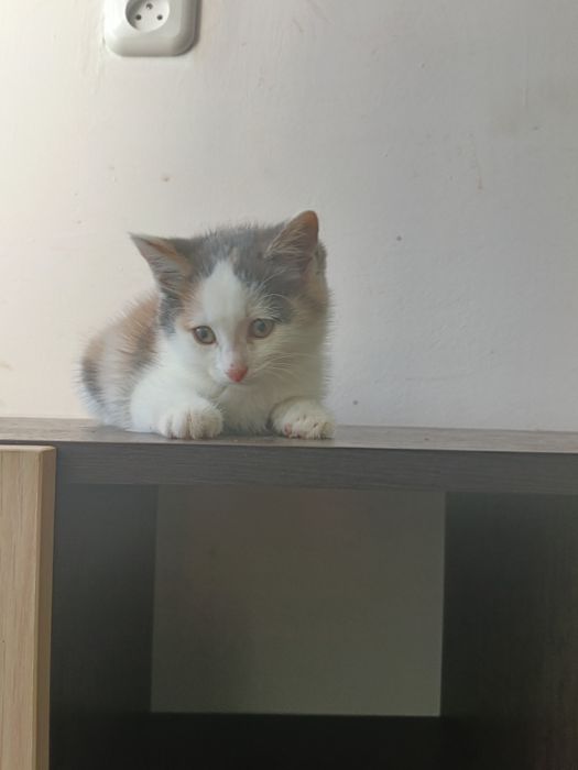 Котёнок девочка 2 месяца.
