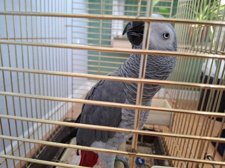 Продаётся ручной попугай Жако