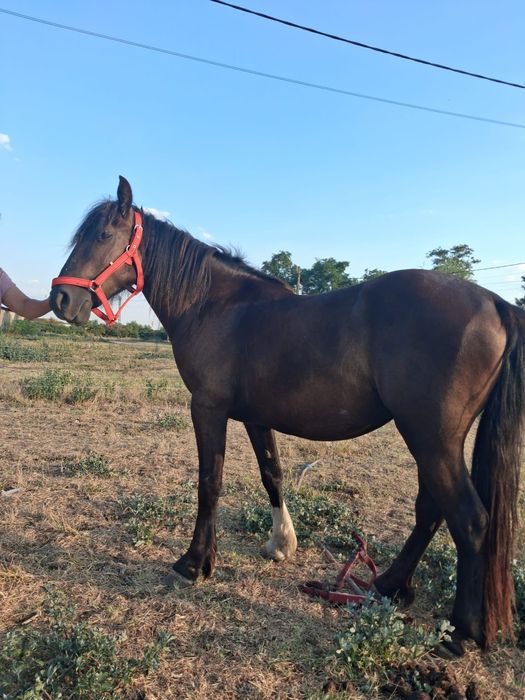 De vânzare iapă de 2 ani