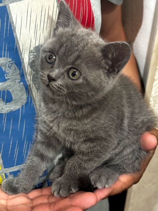 Mushuklar sotiladi. British Shorthair.