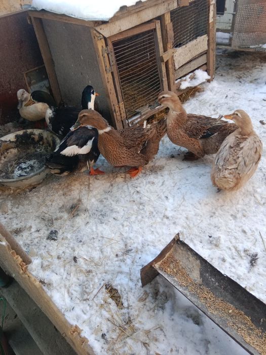 Продам уток и гусей