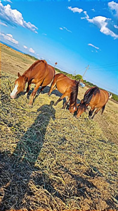4 Caii de vânzare sau schimb cu viței