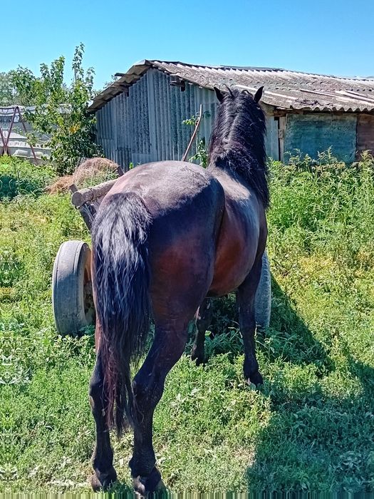 Cal de vânzare..