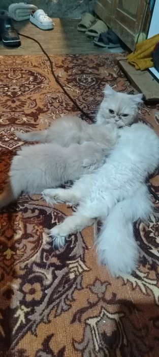 Продаются породистые котята срочно не дорого.!