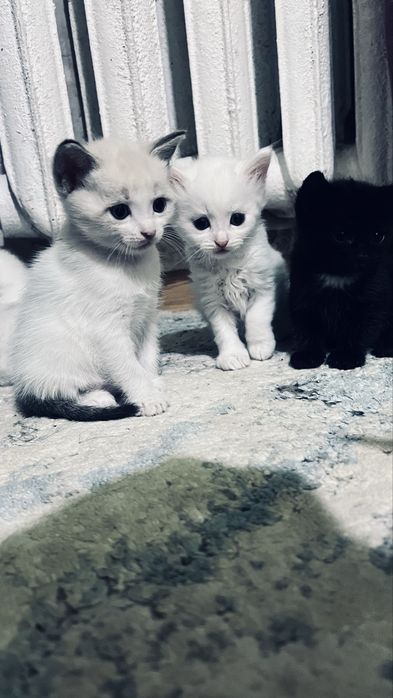 Котята ищут дом.