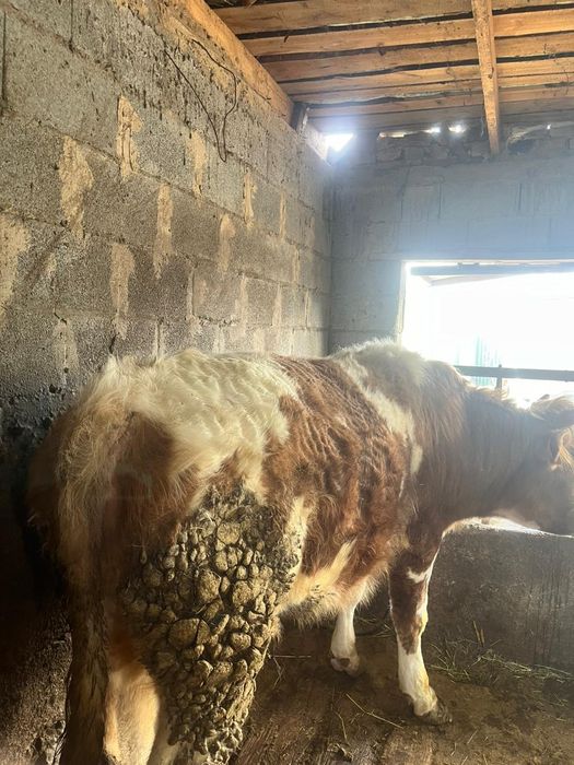 Продам      быка