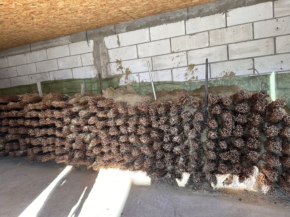 Butași viță de vie