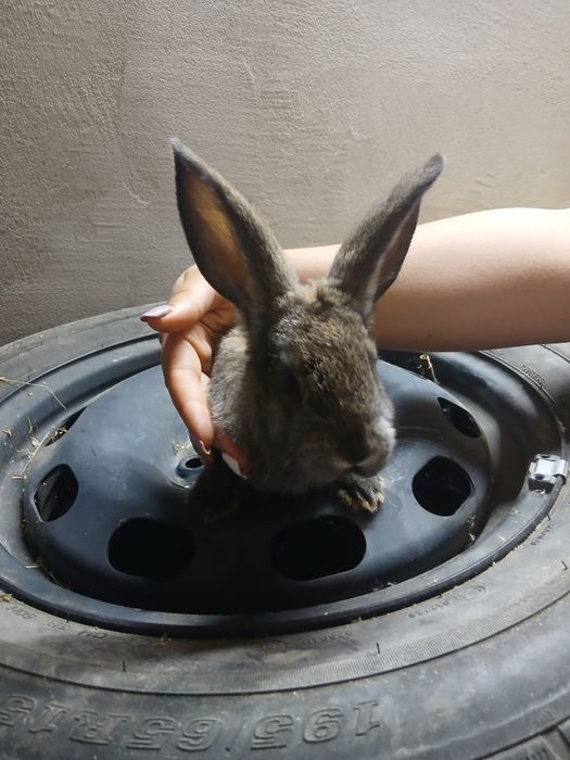 De vânzare iepuraş de 2 luni