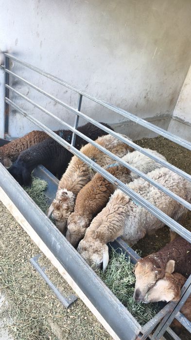 Арашан саулыктар сатылады