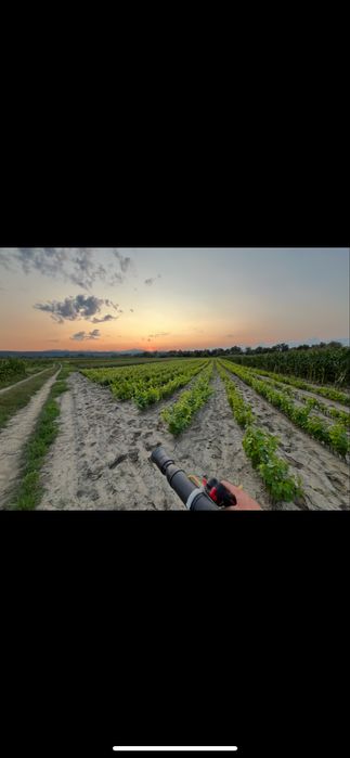 Butași viță de vie certificată!