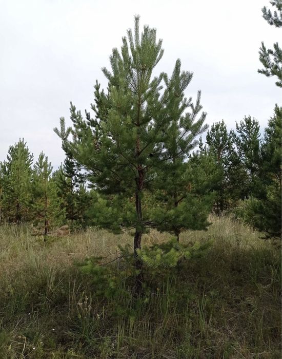 Голубые ели