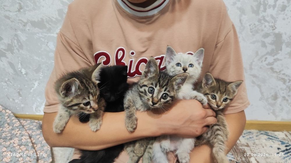 Отдам котят в самые добрые ручки