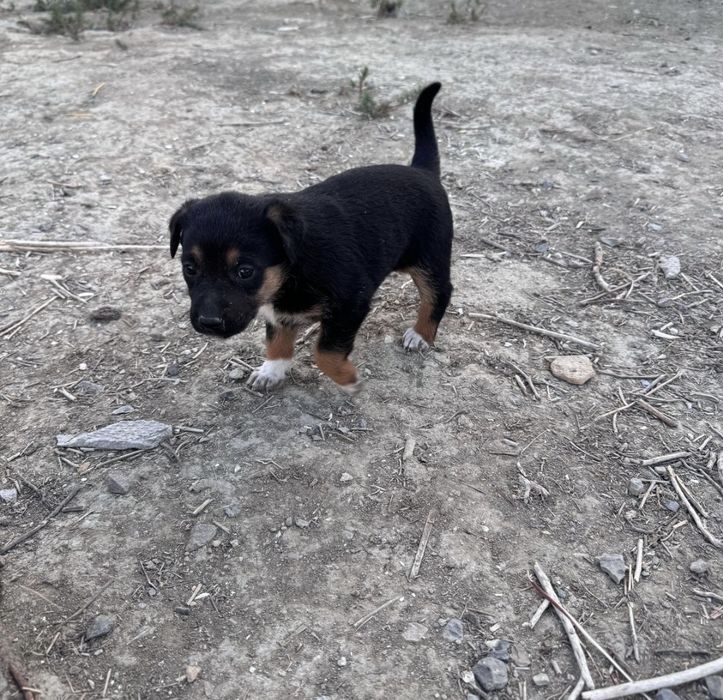 Еркек кушик сатылады