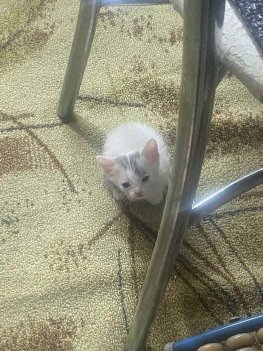 Котенок девочка в добрые рукм