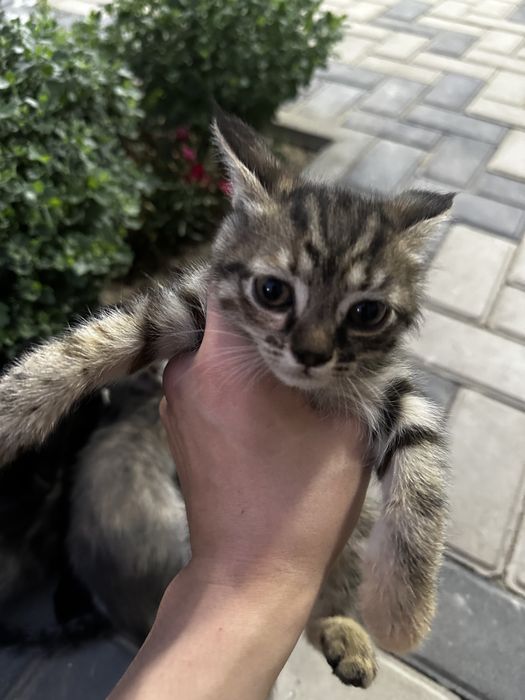 Отдам даром котят.