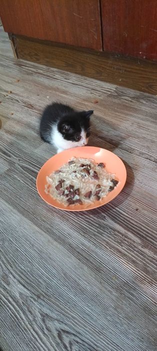 отдадим котят .очень добрым людям